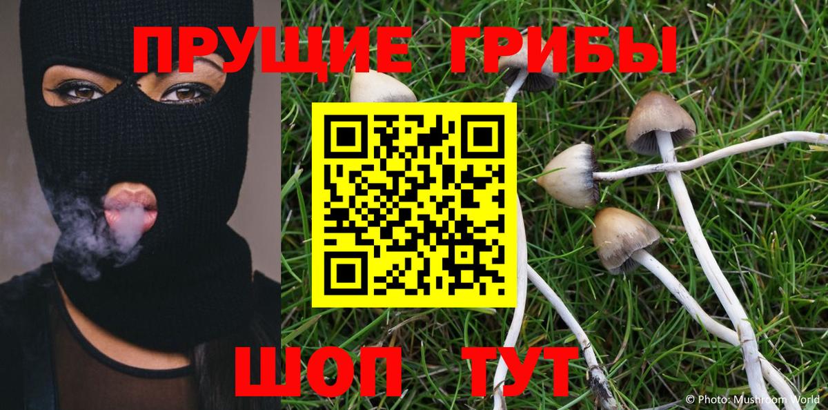 Псилоцибиновые грибы Psilocybine cubensis  Вход с VPN  Балахна  Псилоцибиновые грибы мицелий 